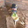 martinclaleo