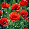 herbaceous_poppy