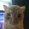 meowimadogg