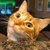 mcgillicuddles