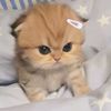 _cacaaaaaw