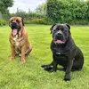 boerboeladventures