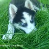 badi.end.latka.doggiee