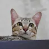 gollum_cat