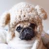 timmythepug