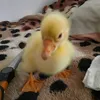 kevinluchian801