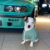 smangodogo