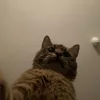 yoritheaholecat