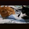 leoizalmorgan_73