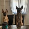 malinoisboxing