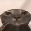 qazwiik_