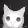 jk_kkkya