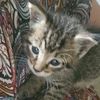 mishysimba