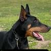 realdobermanfamily