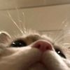 bbublegumee