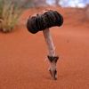 desert_pilz