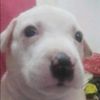 pablito_escoba21
