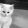 pieeliza
