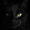 blackcatt41