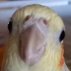 sole_cockatiel