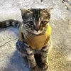 tien_481