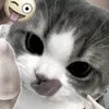 concuaxau_13