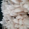 sanjaya_mushroom0125