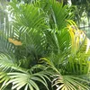 hainarker