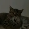 bodyminor