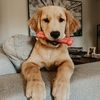 Tobe_thegolden