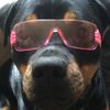 sabledog1