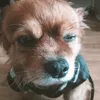 seniorspeedex