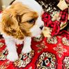 fivestarfarmspuppies