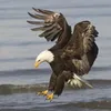 rfkhan470