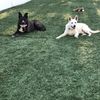 ace_and_rudy