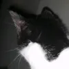 andreiinfuocatos