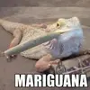 mar_eguana