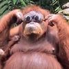 gorillagorilla_gorilla