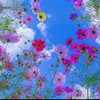 golden_rose1982