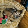 userennadog