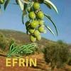 deljin.efrin