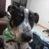 fredoterrivel1