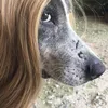 dog_cacador