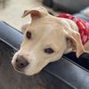 omji_a_pittie