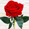 maidinh7272