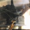insect.diaries