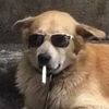 dogthatkills