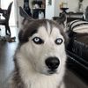 huskyyniko