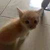 awangelap_