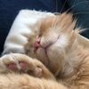 steviebabycat